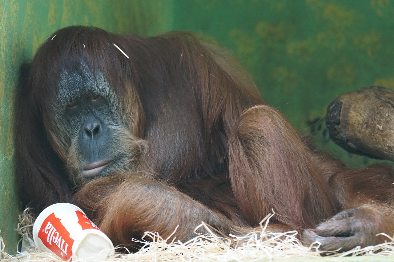 orang-utan expression animal world free photo