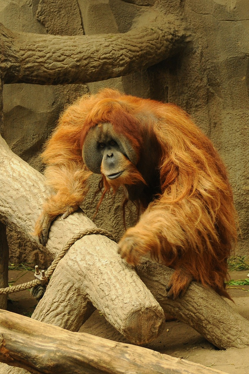 orang utan zoo animal free photo