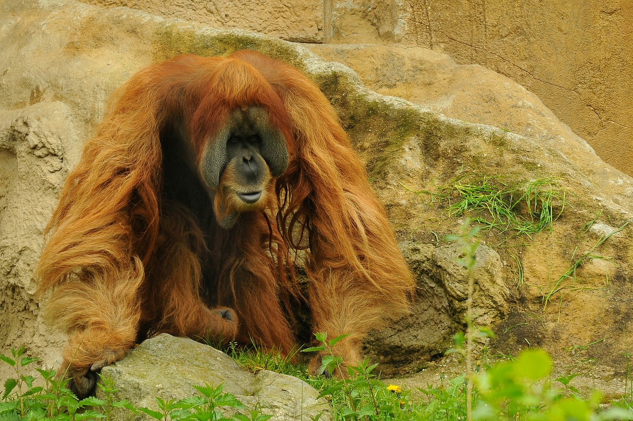 orang utan zoo animal free photo