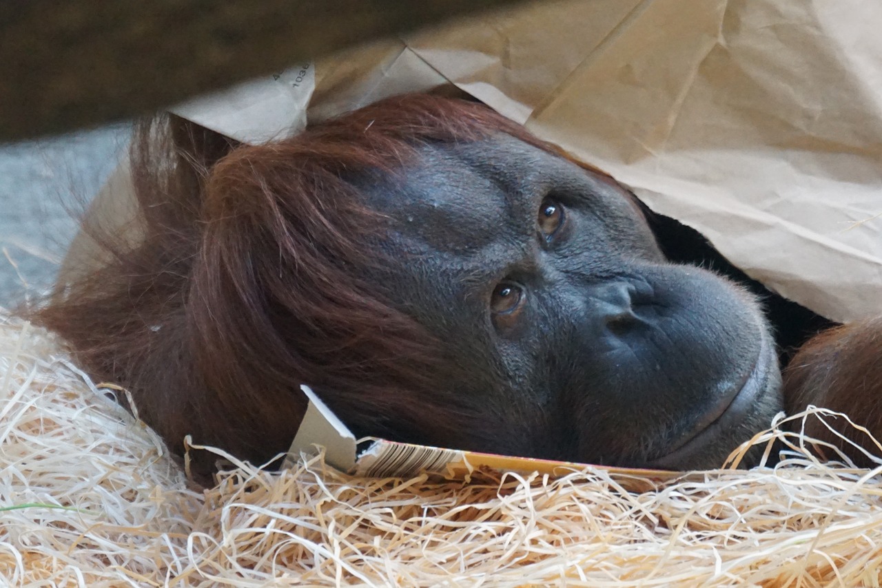 orang utan ape primate free photo