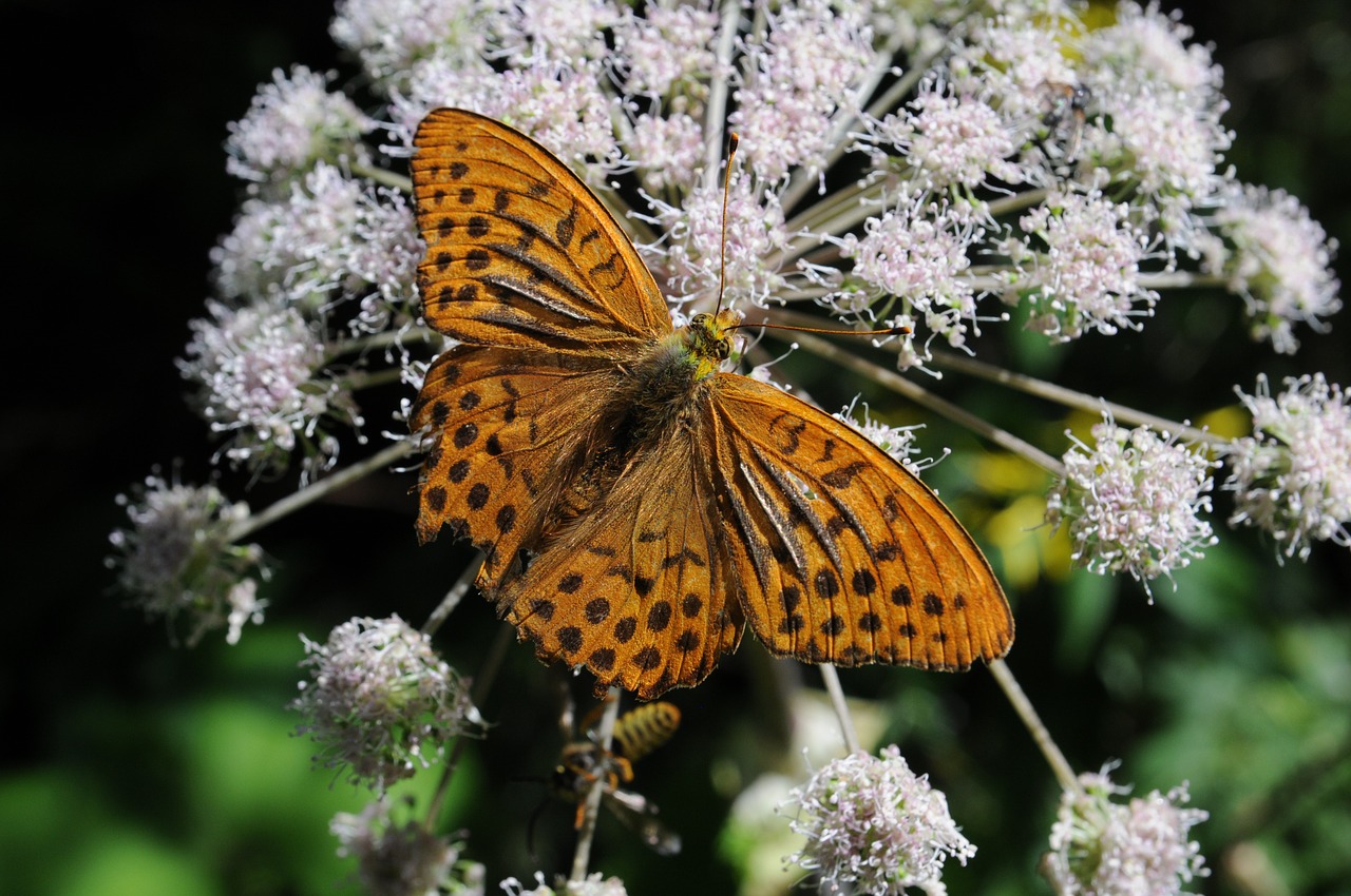 orange butterfly white free photo