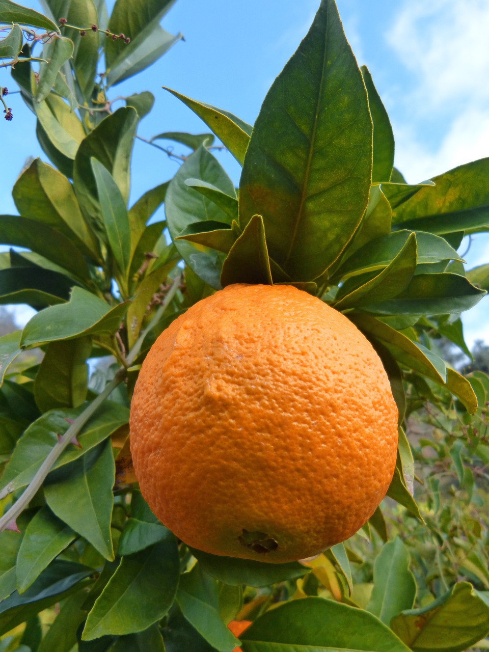 orange naranjo tree free photo