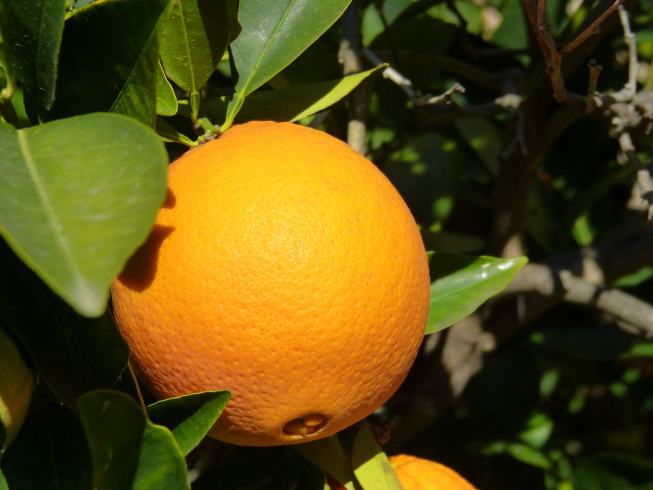 orange tree naranjo free photo