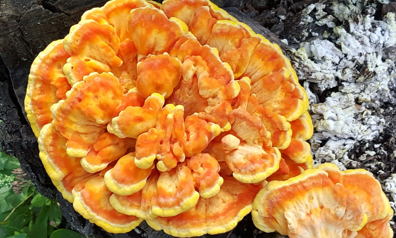 mushroom edible laetiporus free photo