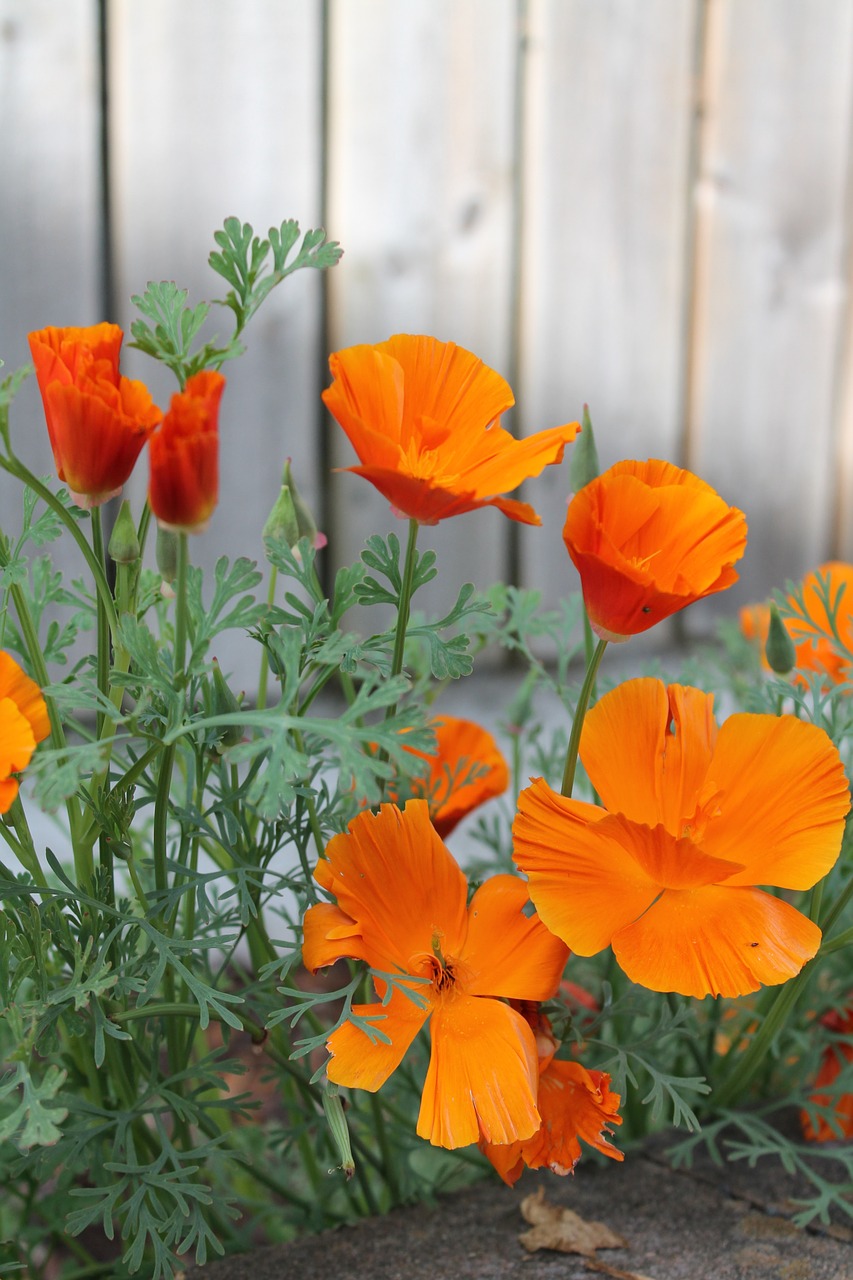 orange flower orange flower free photo