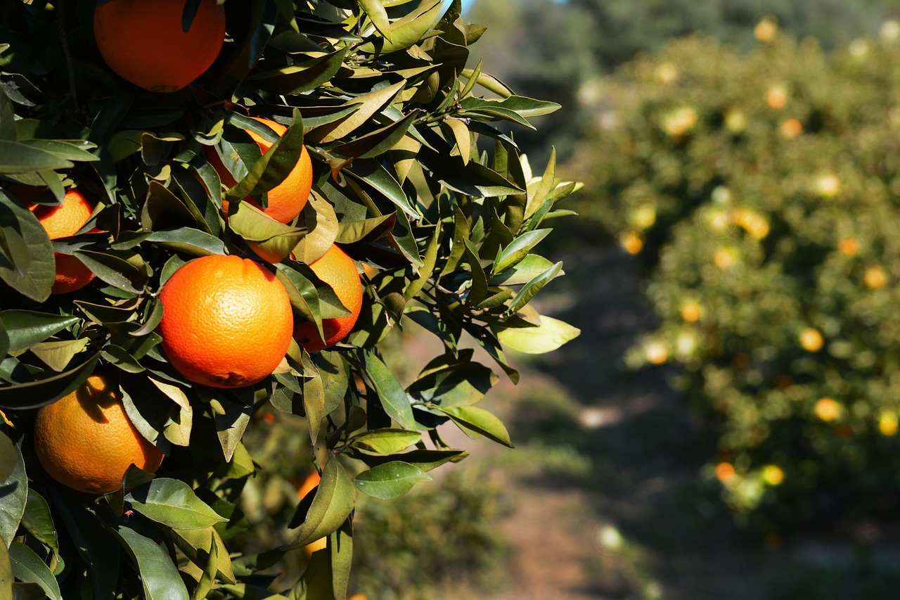 orange fruits tree free photo