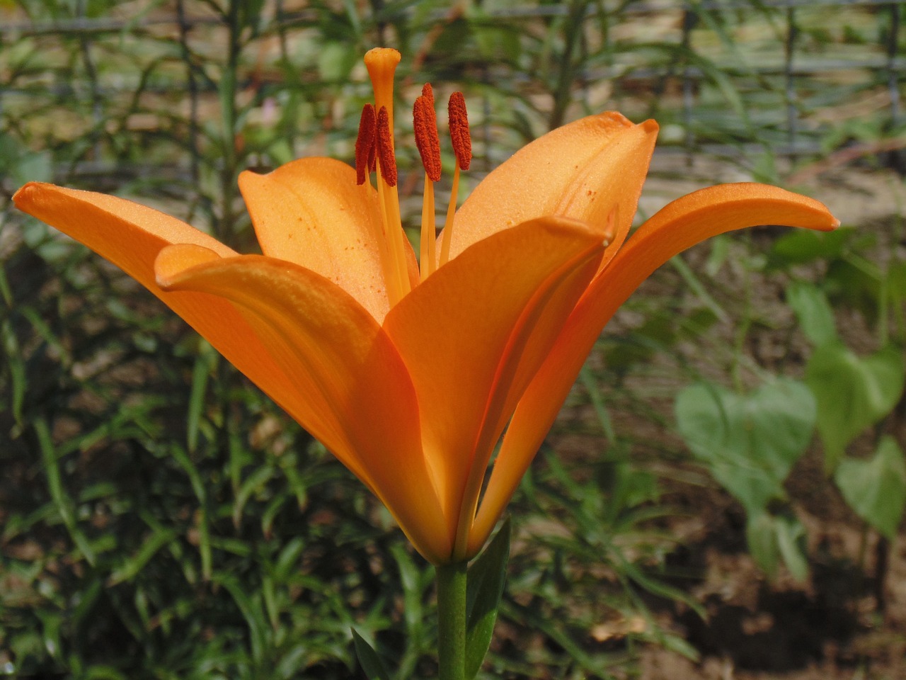 orange flower lily free photo