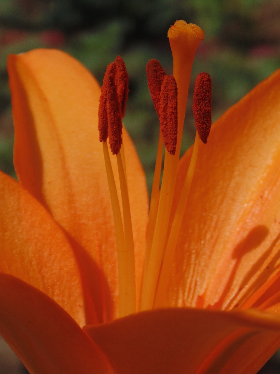 orange flower lily free photo