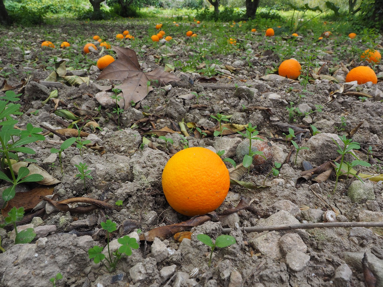 orange fruit ripe free photo