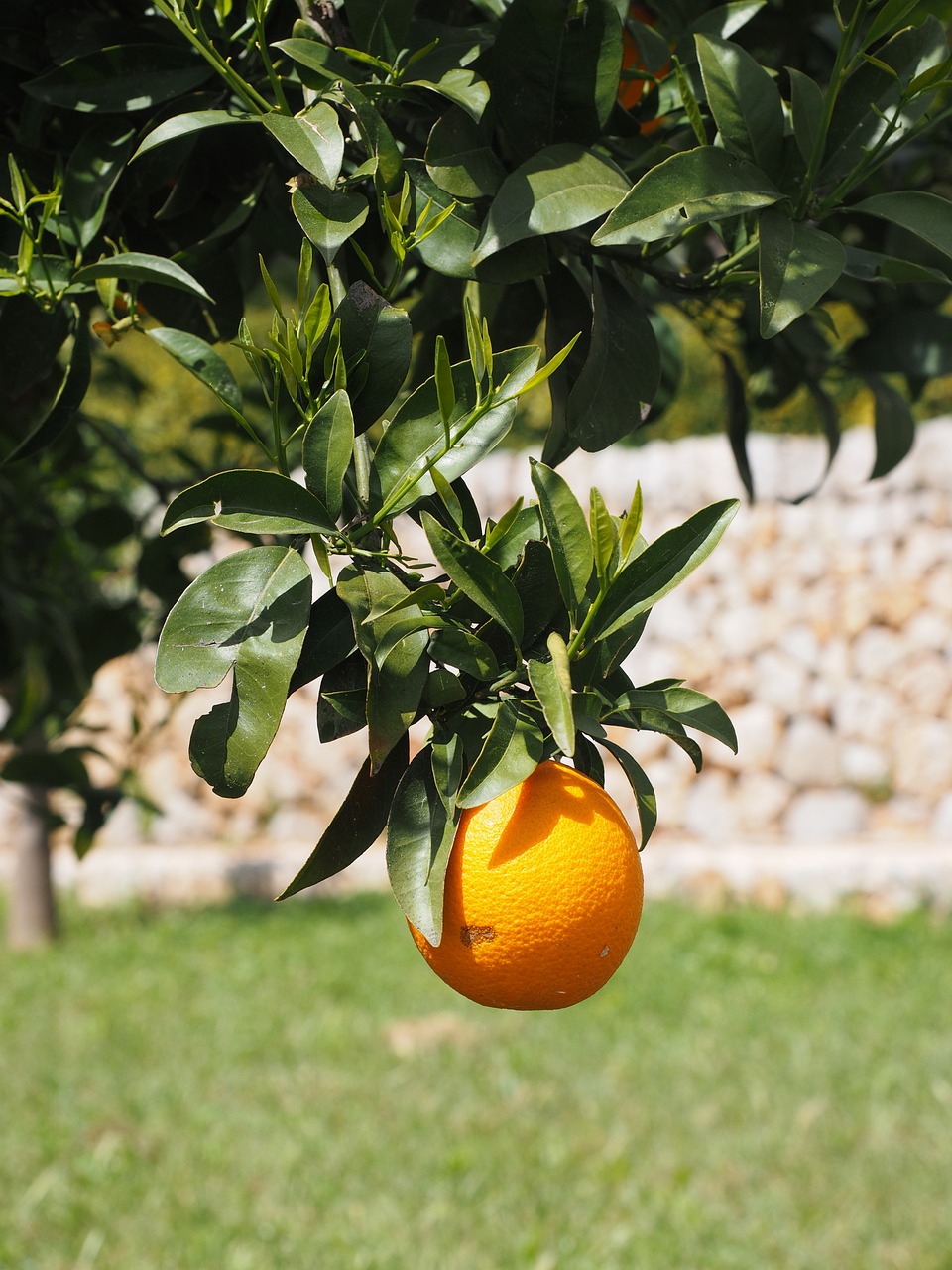 orange fruit orange tree free photo