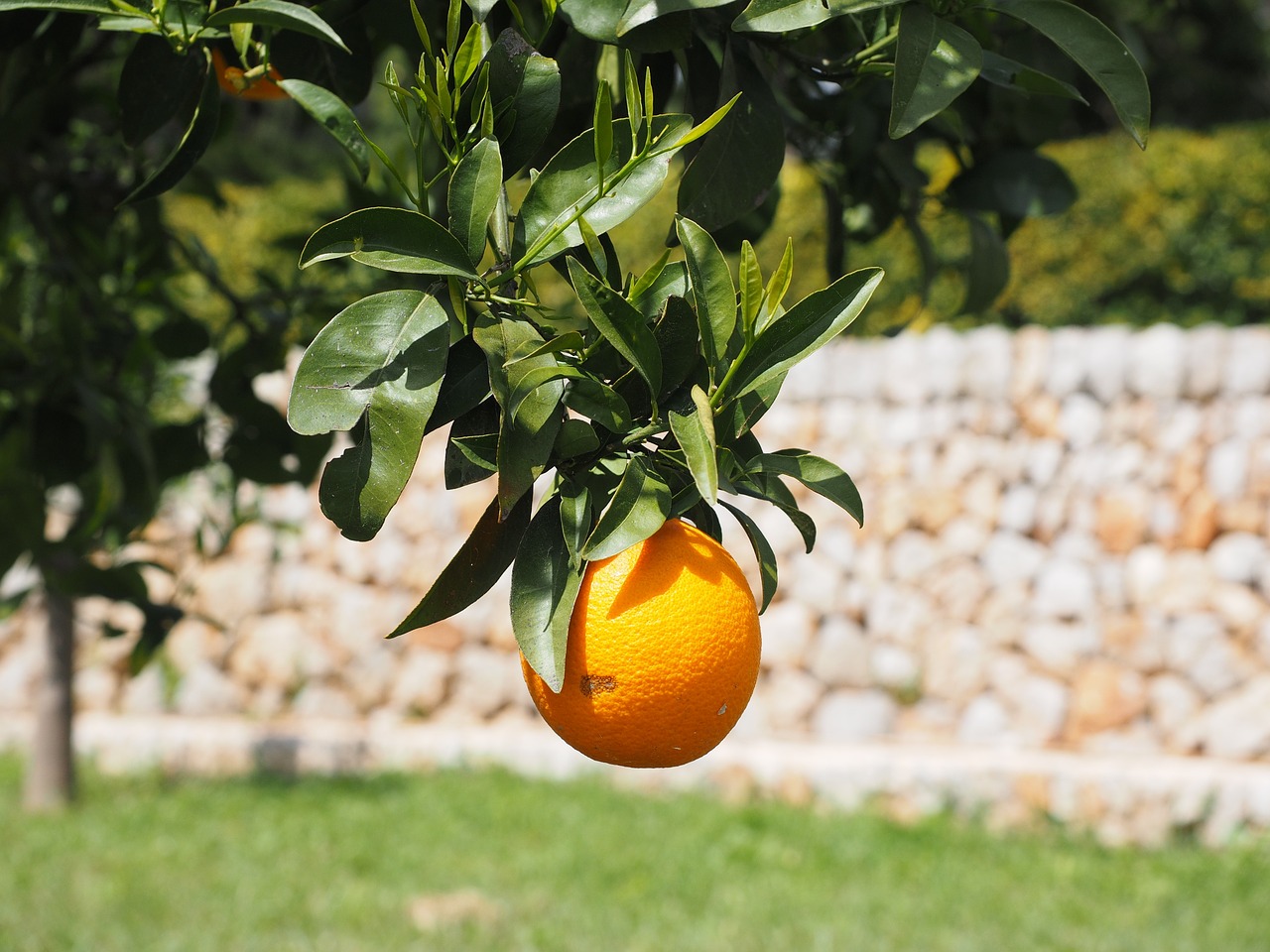 orange fruit orange tree free photo