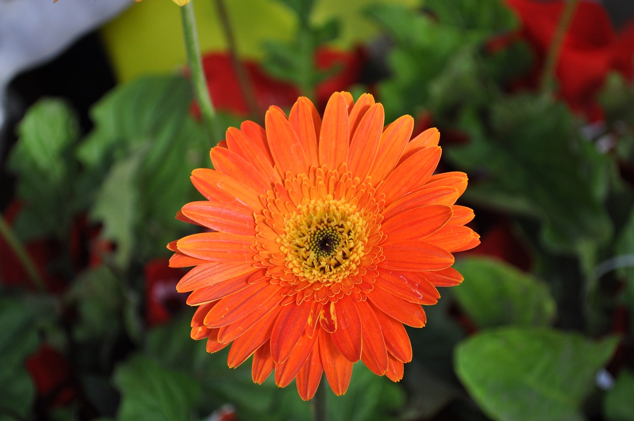 orange flower nature free photo