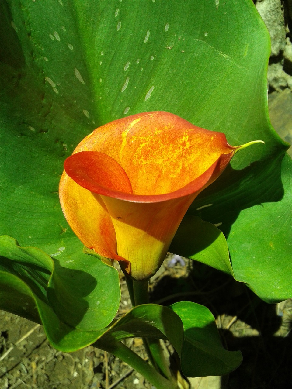 callalily orange nature free photo