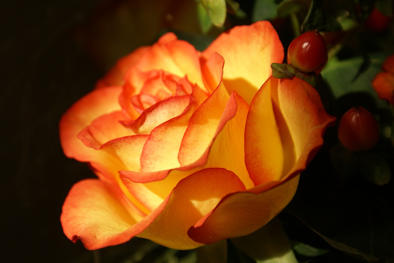 orange rose table decoration free photo