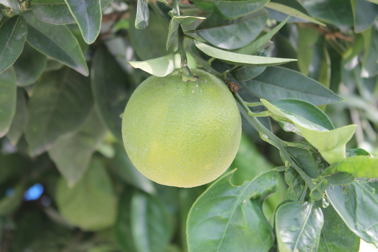 orange fruit garden free photo