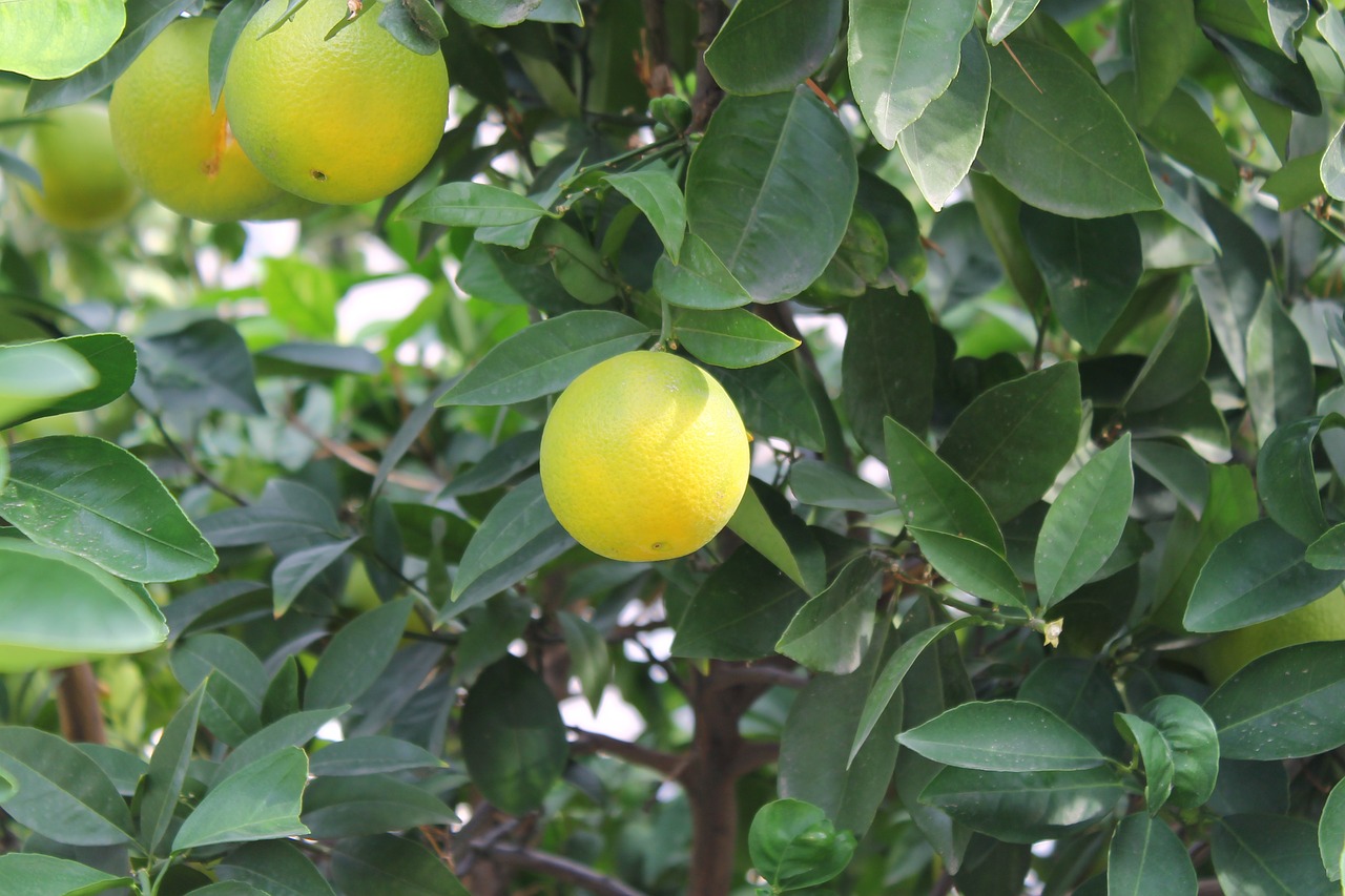 orange foliage ripe free photo