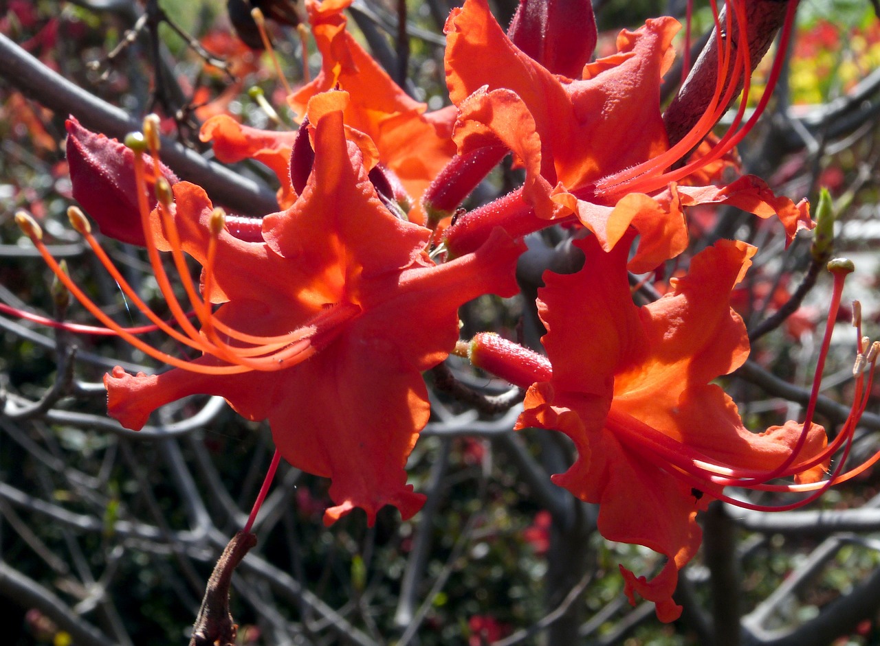 orange flower orange flower free photo