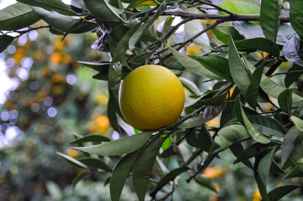 orange vitamin citrus fruit free photo