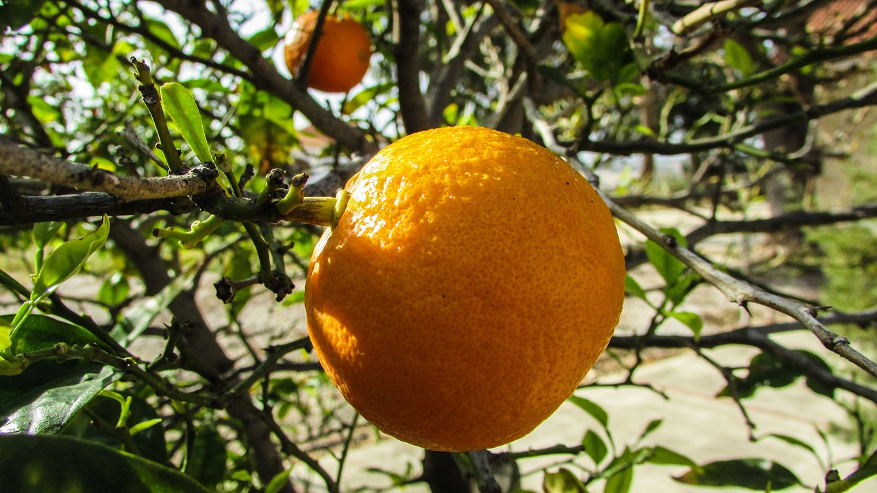 orange tree fruit free photo