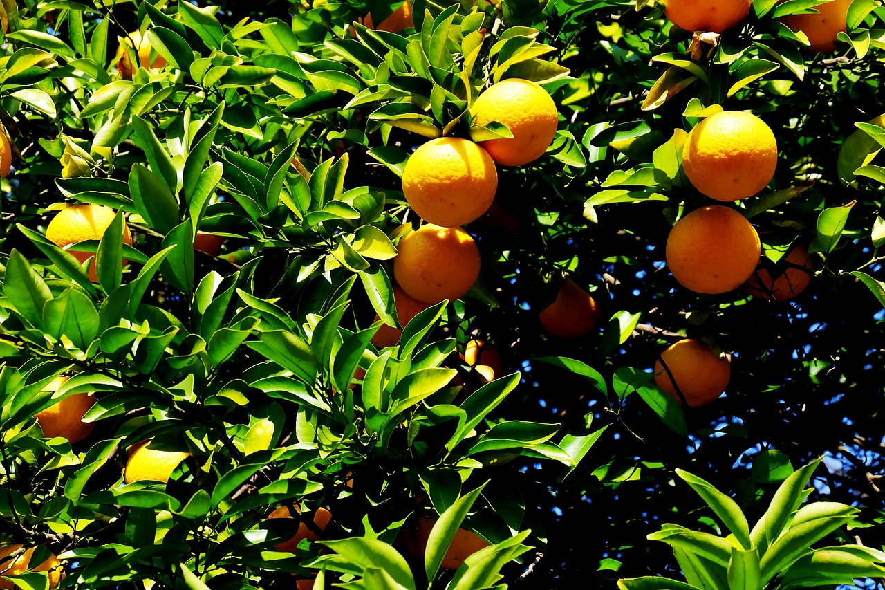 orange tokyo japan free photo