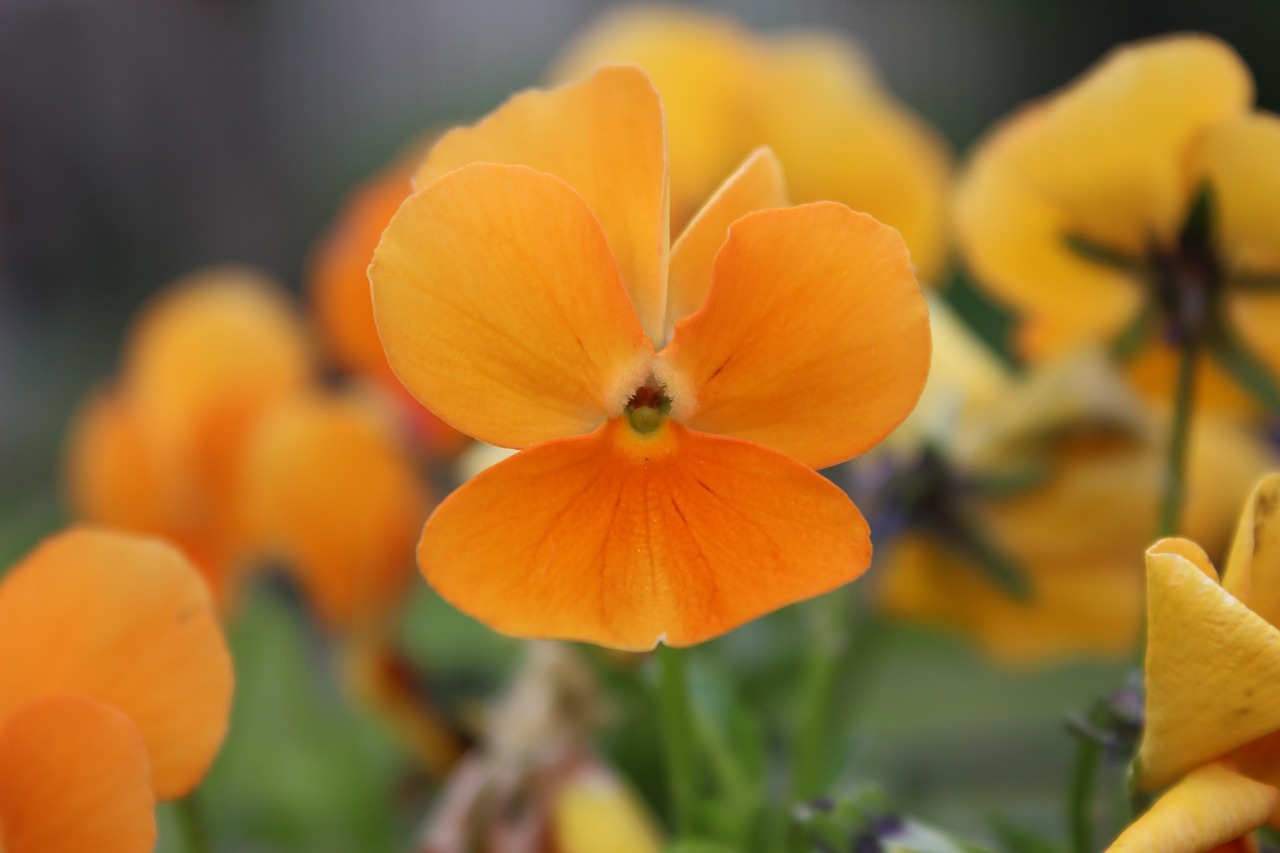 orange blossom bloom free photo