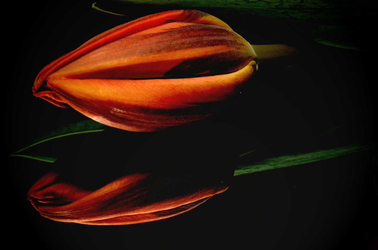 orange tulip flower free photo