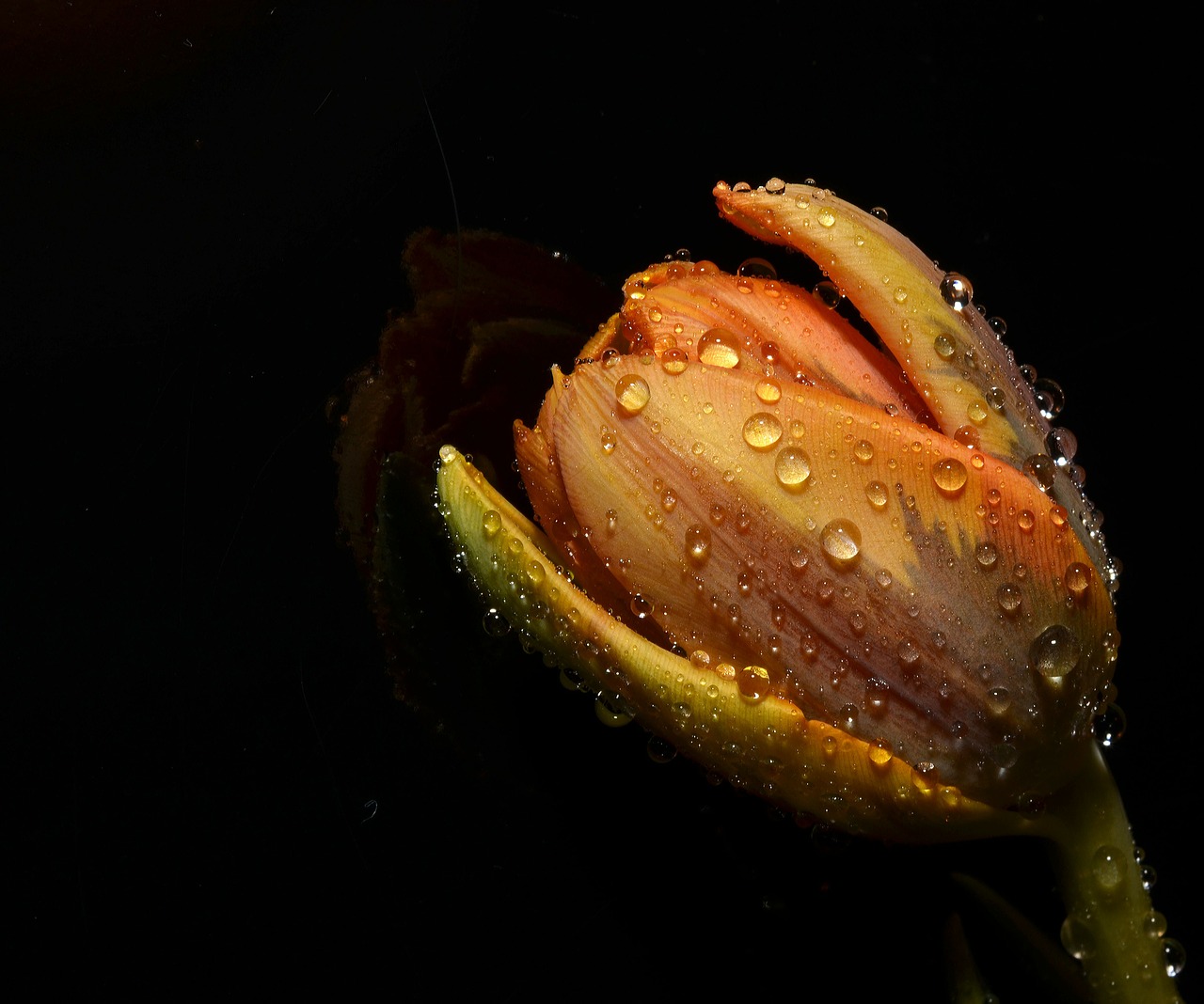 orange tulip flower free photo