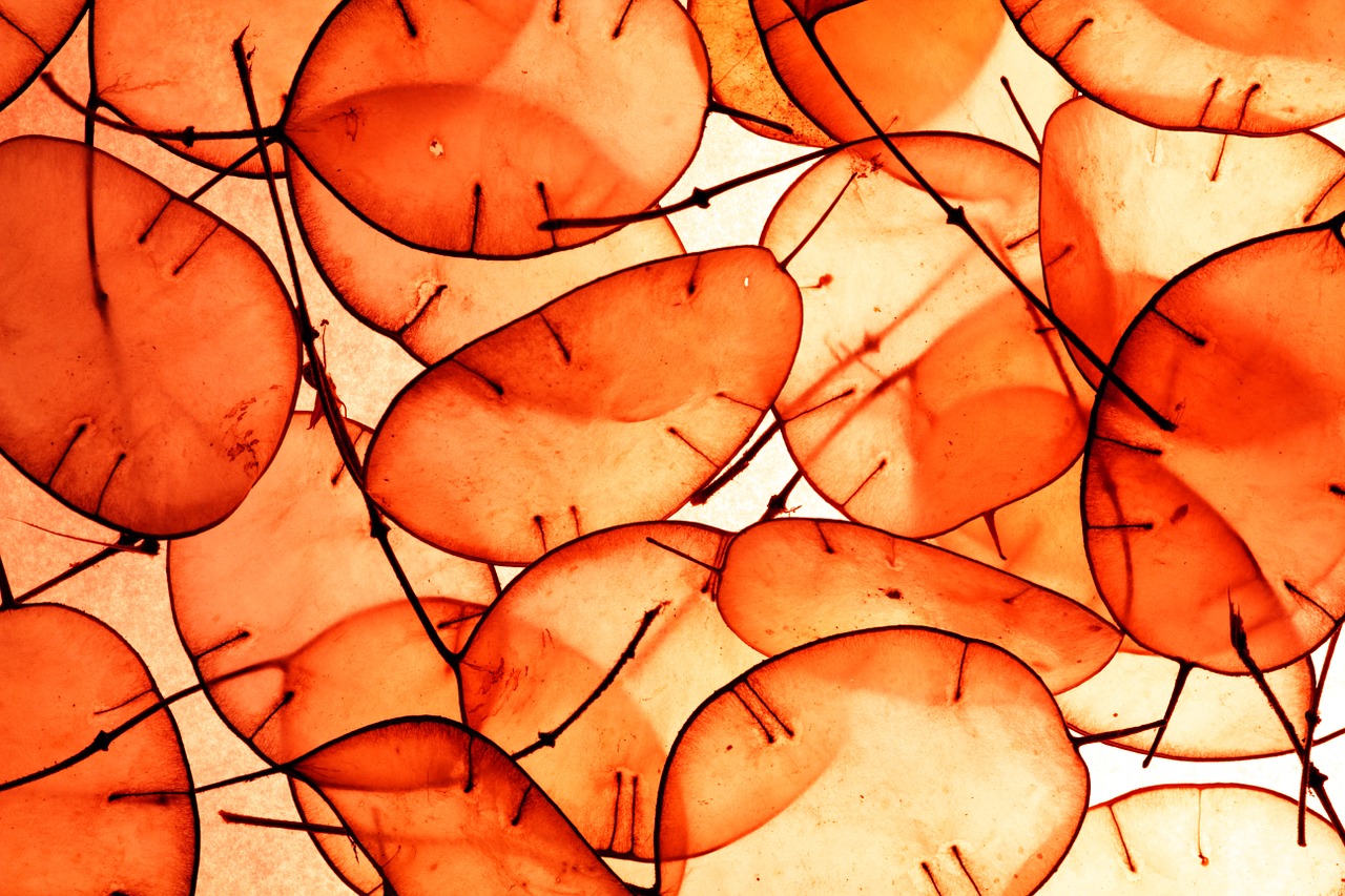 orange abstract plants free photo