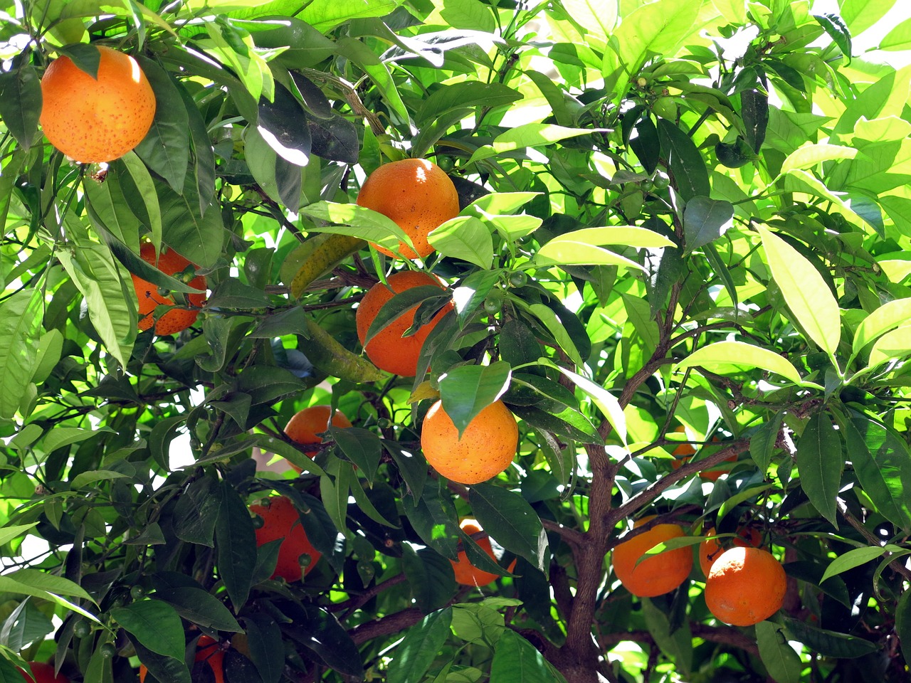 orange tree bush free photo