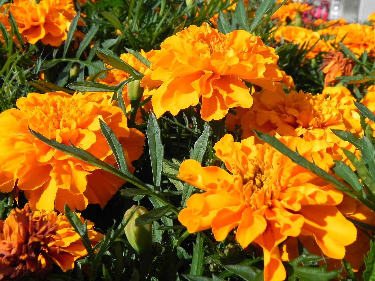 orange flowers blossom free photo