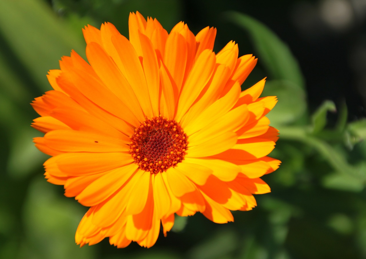 orange color flower free photo