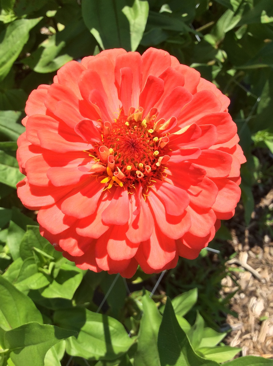 zinnia orange red free photo