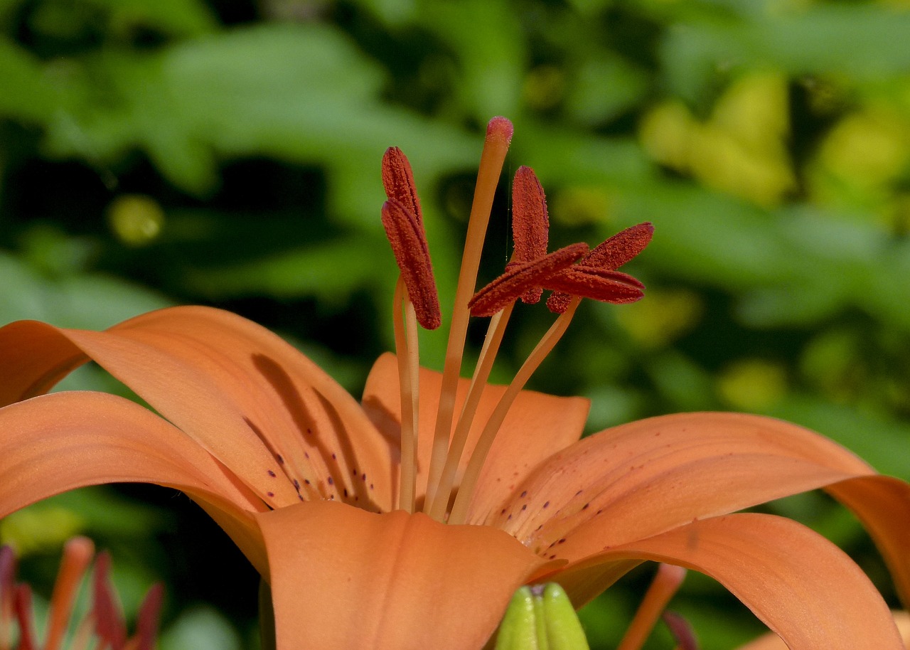 orange lily garden free photo