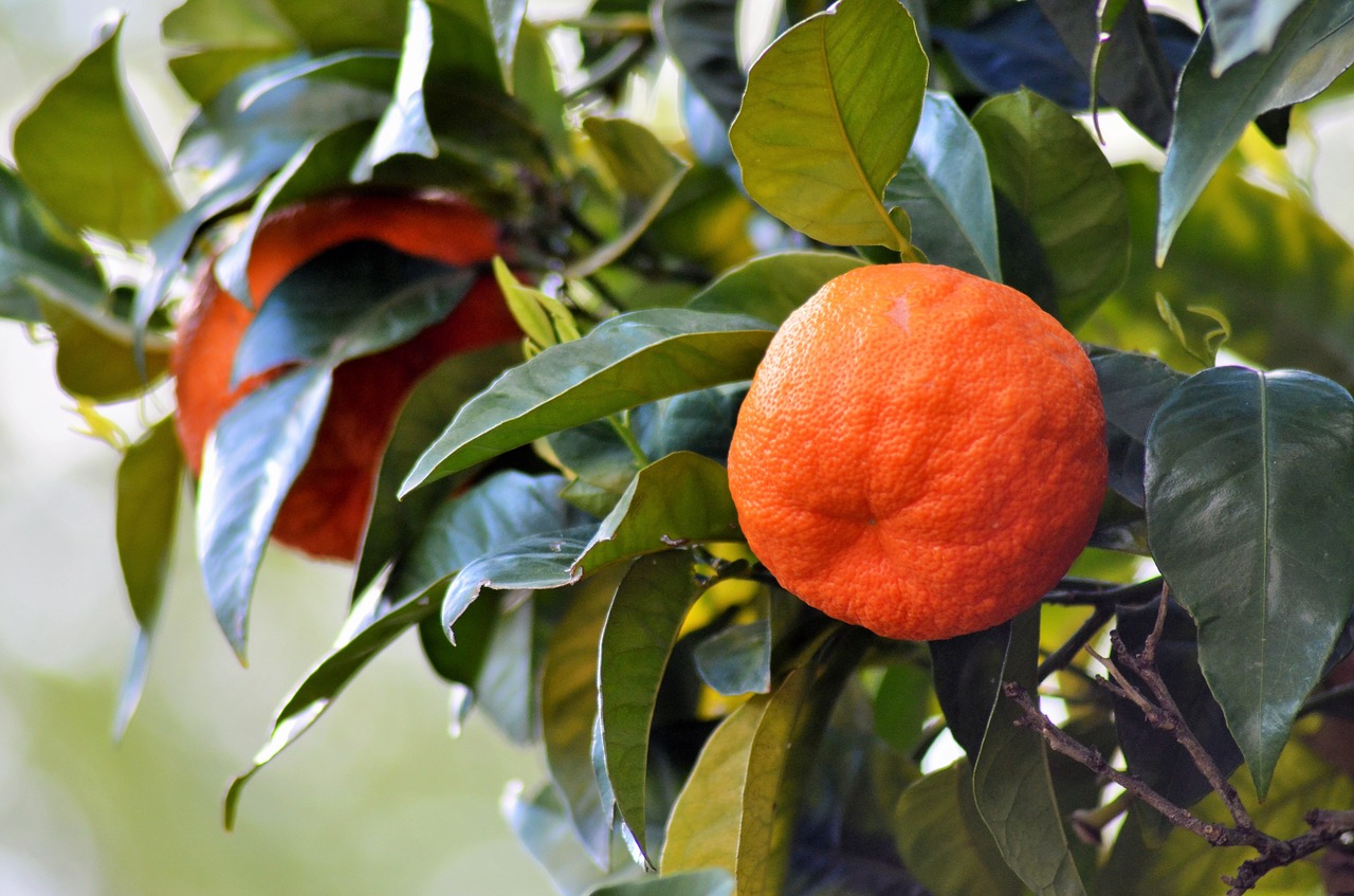 orange nature fruit tree free photo