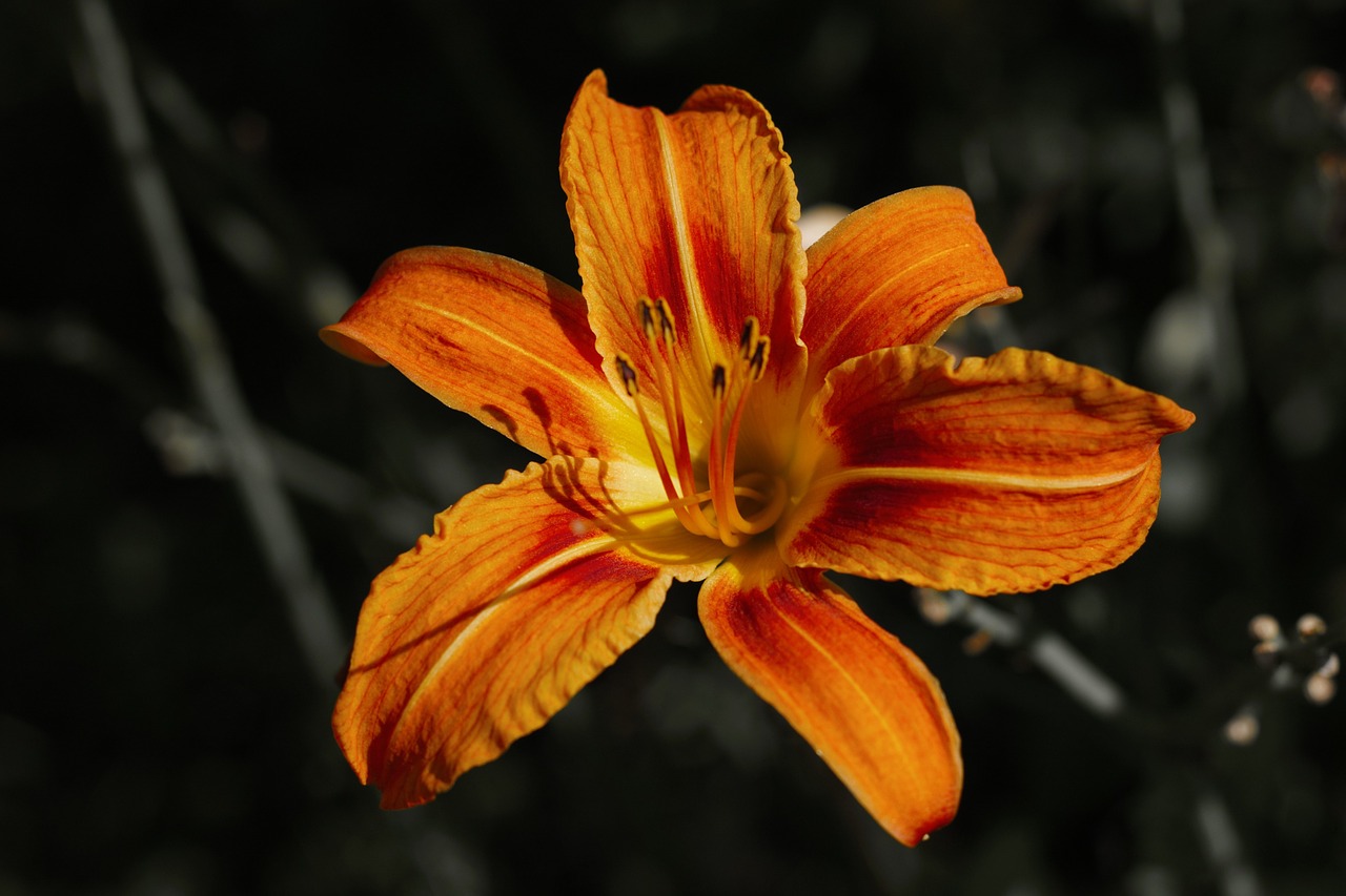 orange flower yellow free photo