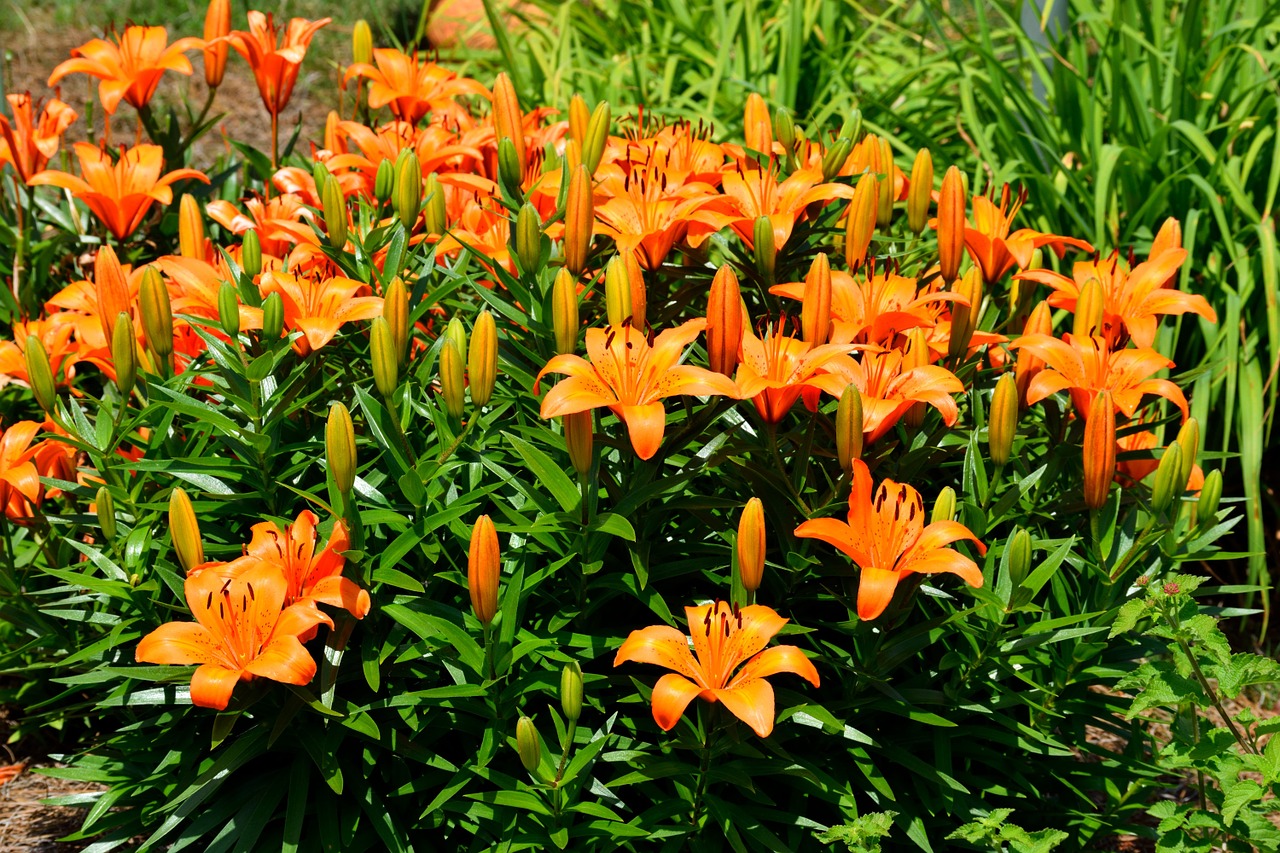 orange asian lily lily free photo