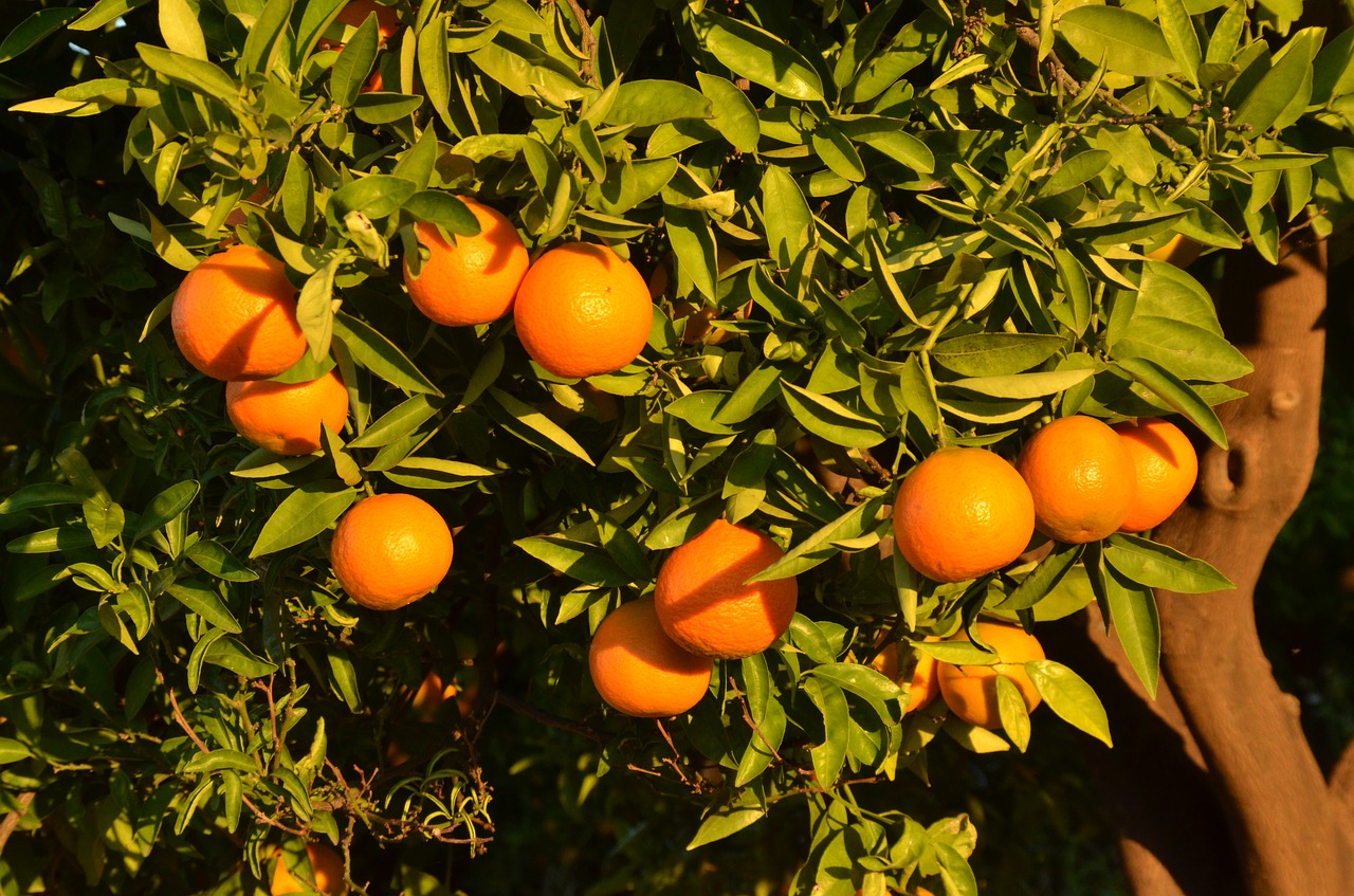 orange fruit tree free photo