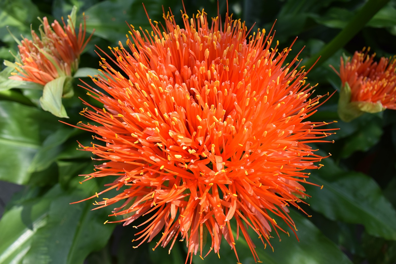 orange flower bloom free photo