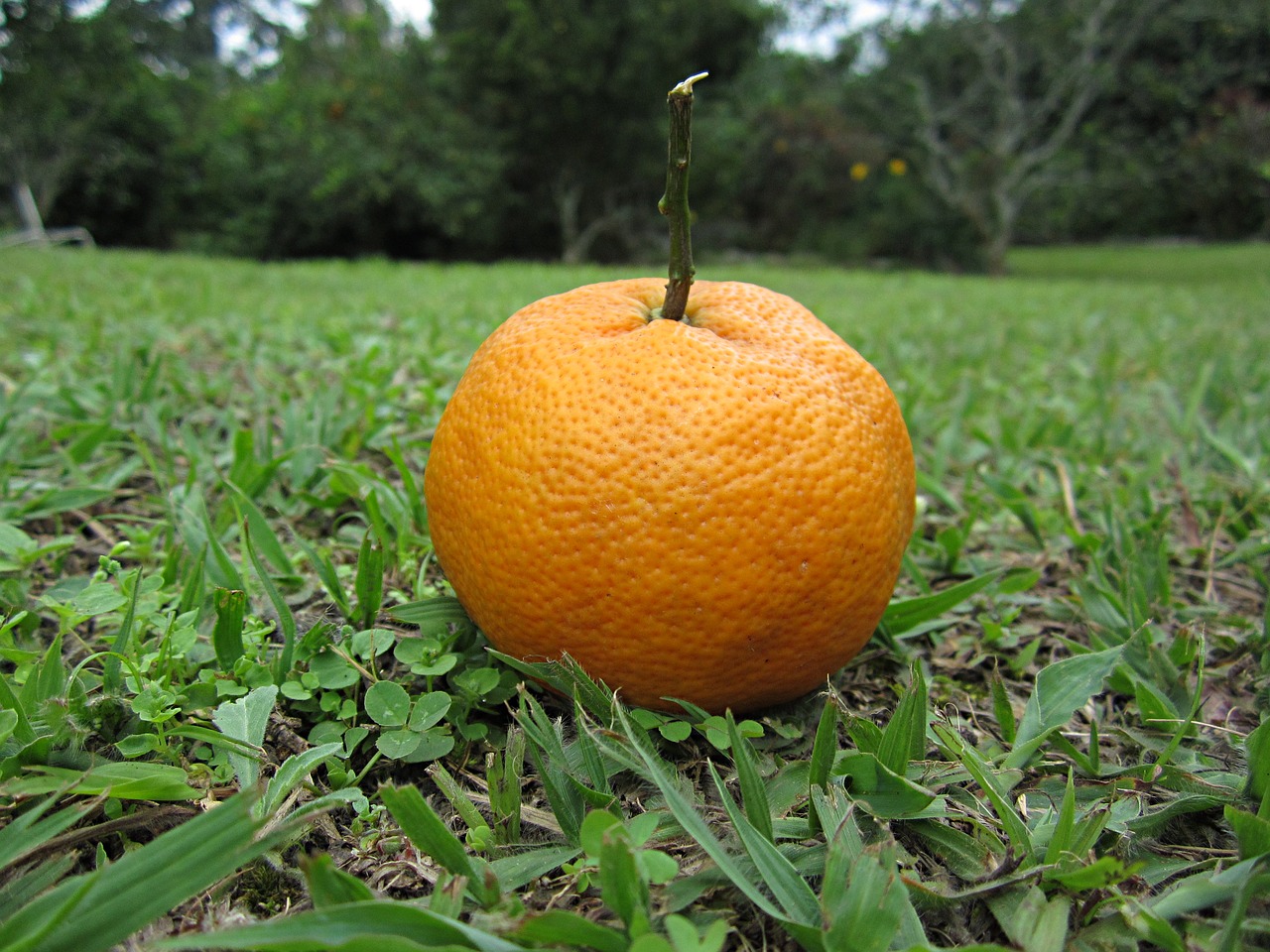 orange lemon green free photo