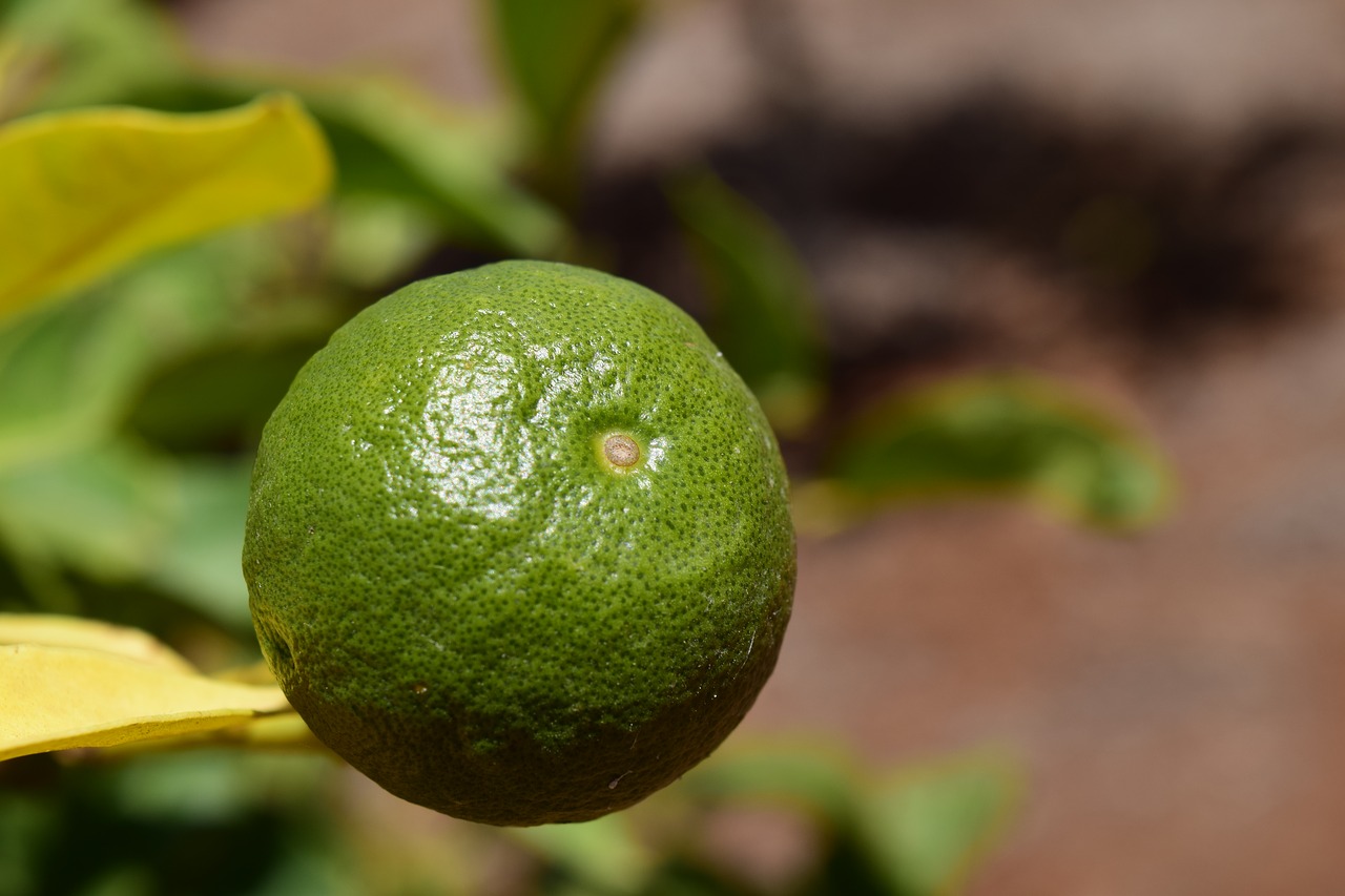 orange orange tree fruits free photo