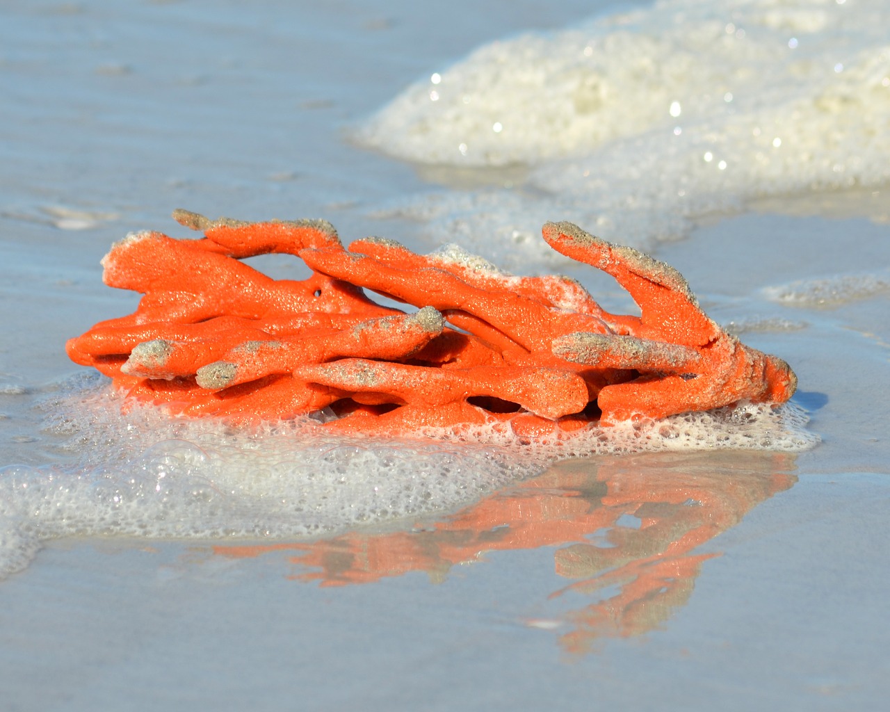 orange coral beach free photo