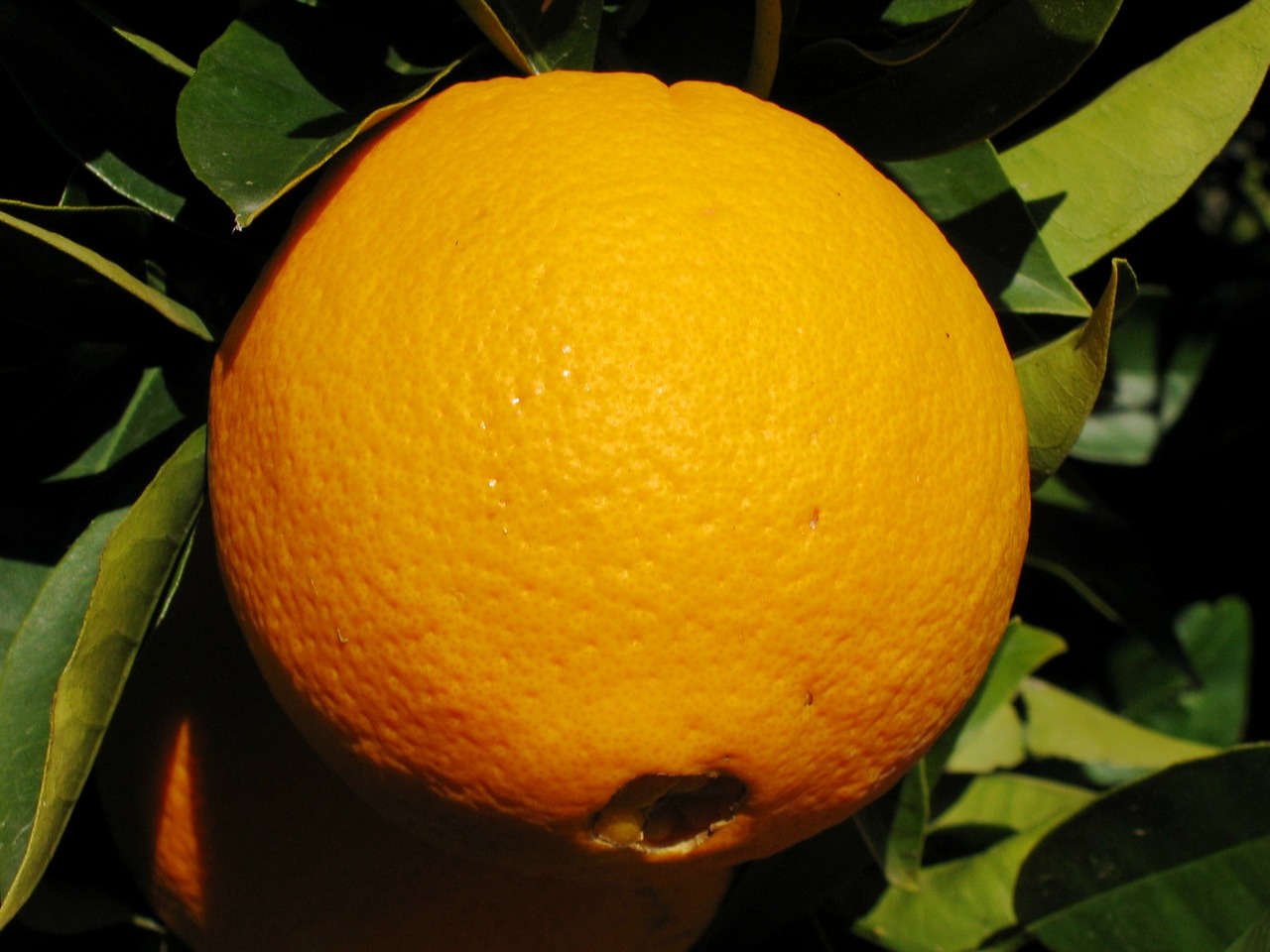 orange fruit tree free photo