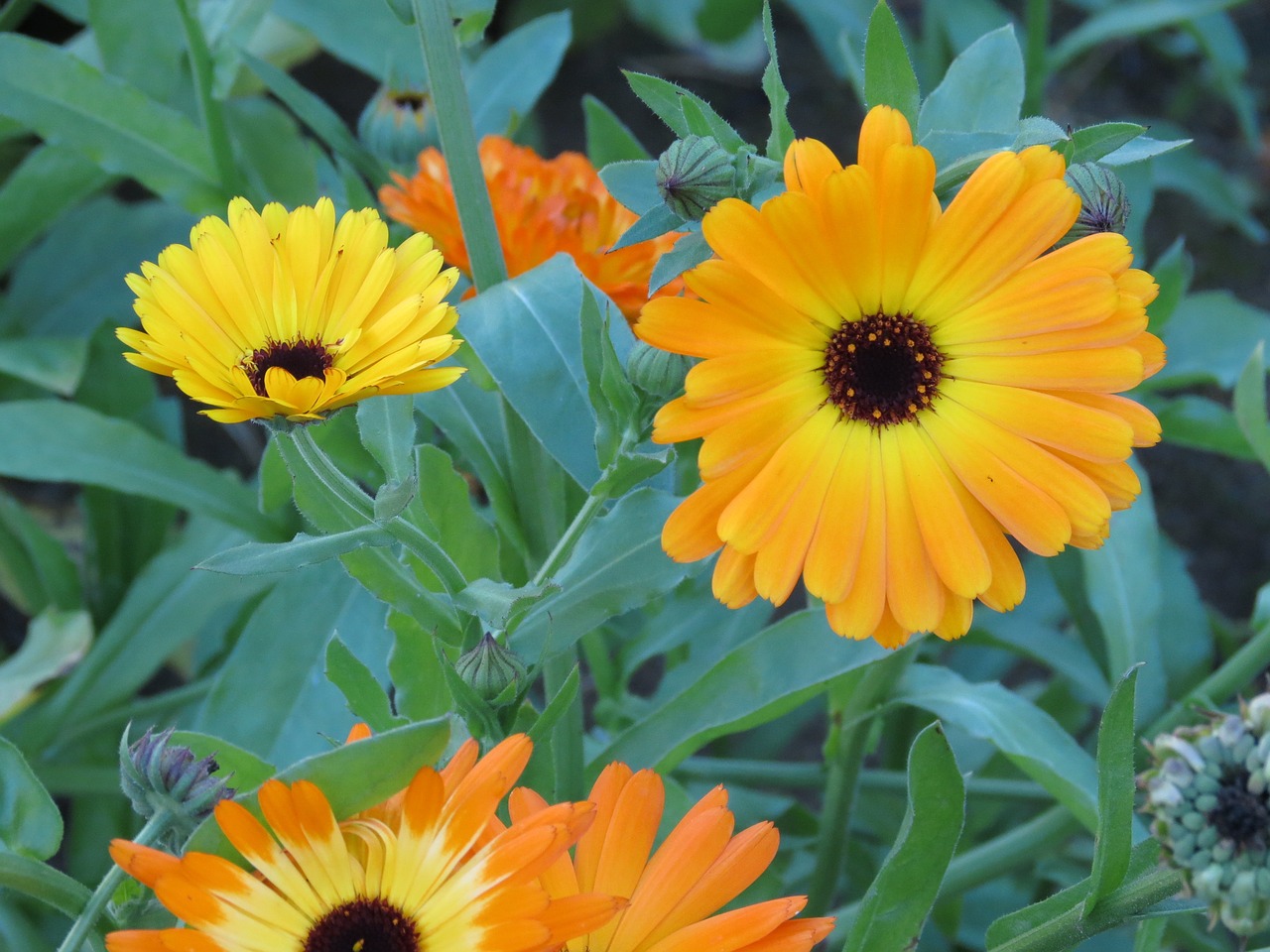 orange flower marigold free photo