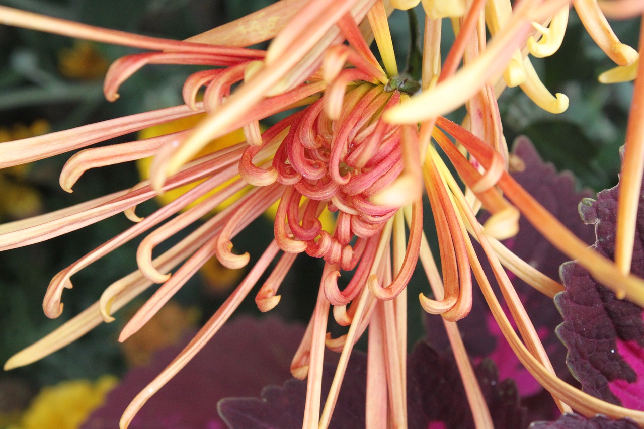 orange chrysanthemum chung yeung festival free photo