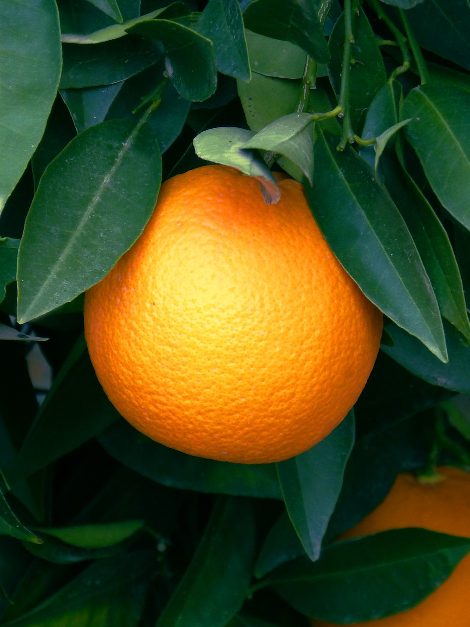 orange naranjo citric free photo