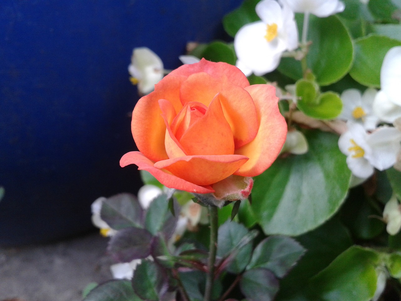 orange rose flower free photo