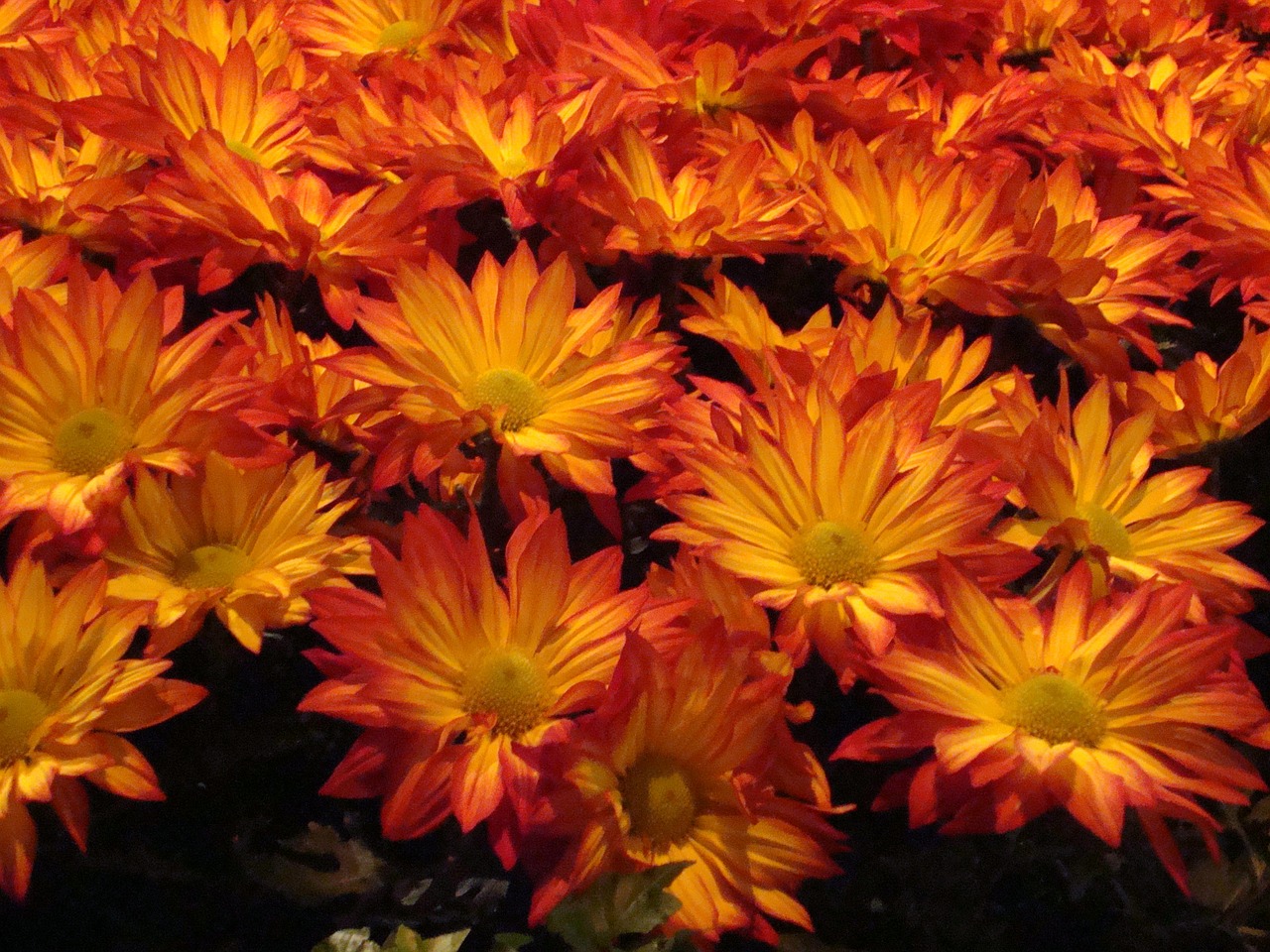 orange flowers close-up free photo