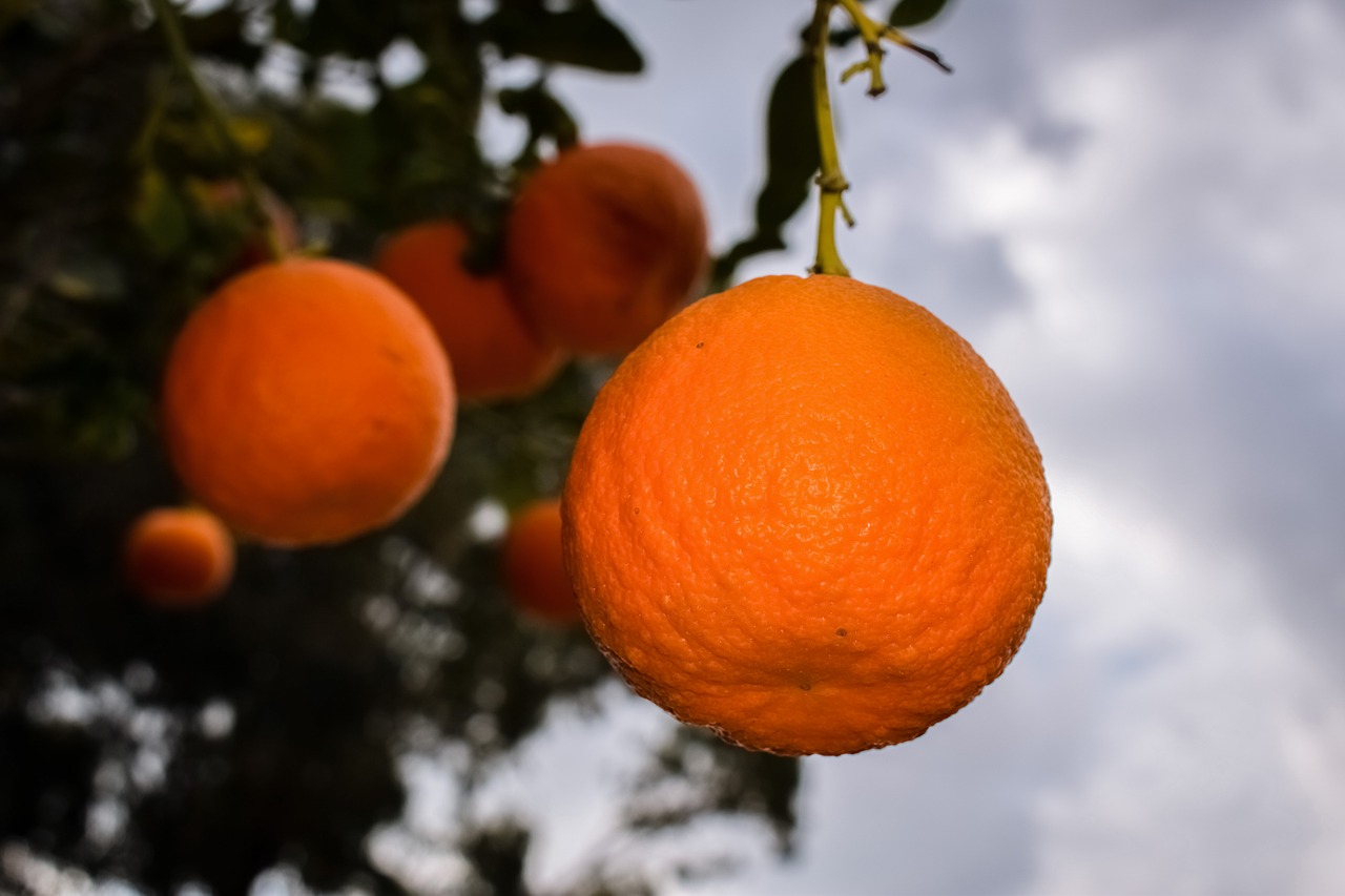 orange fruit healthy free photo