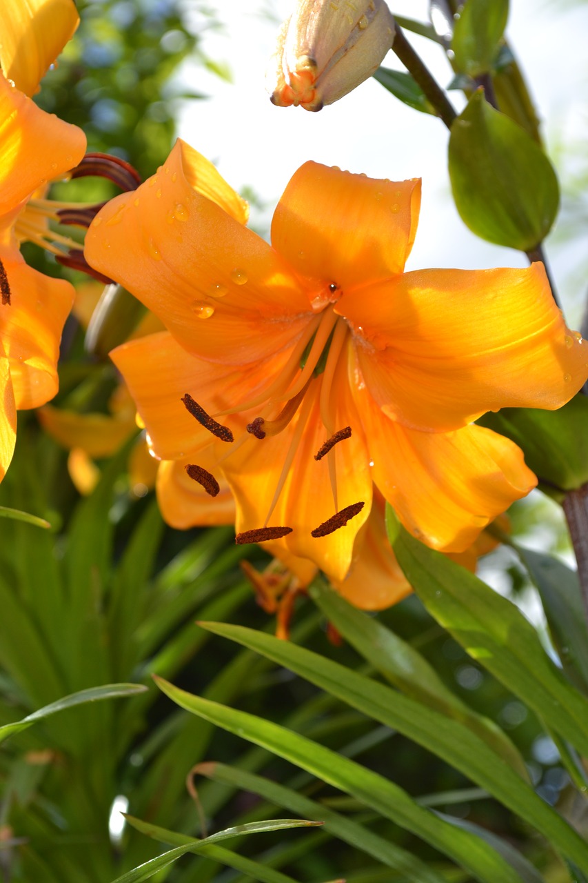 orange flower lily free photo