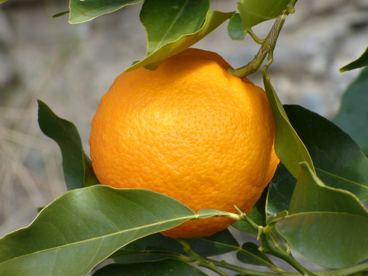 orange naranjo tree free photo